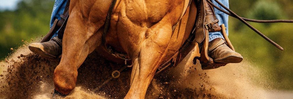 species-page-horse_header