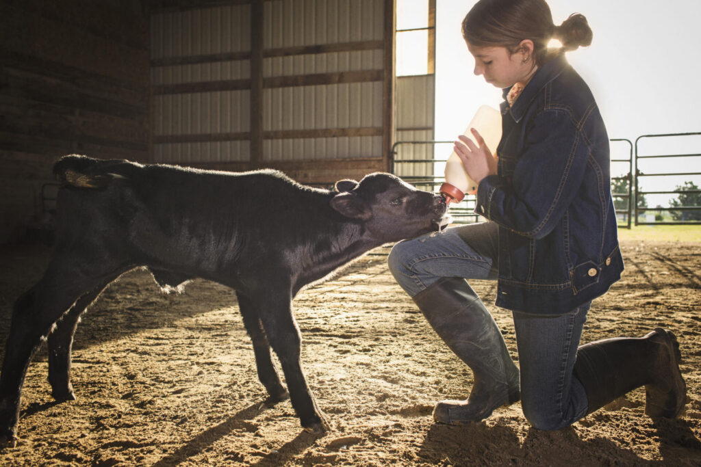 Woman feeding a calf