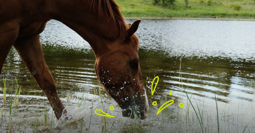 Horse drinking out of fresh water source outside