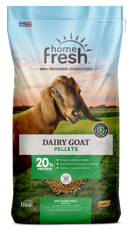 Dairy Goat