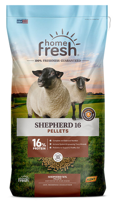 Home Fresh Shepherd 16