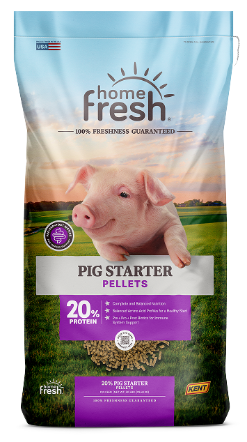 Pig Starter