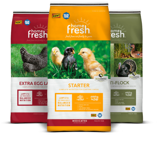 Chicken feed Home Fresh Starter, Mult-flock and Extra Egg Layer