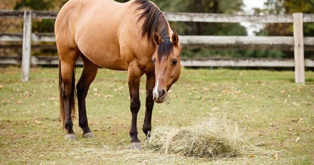 Brown horse grazing on hay in a green field under a clear blue sky.