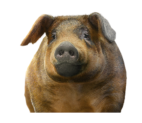 Pig