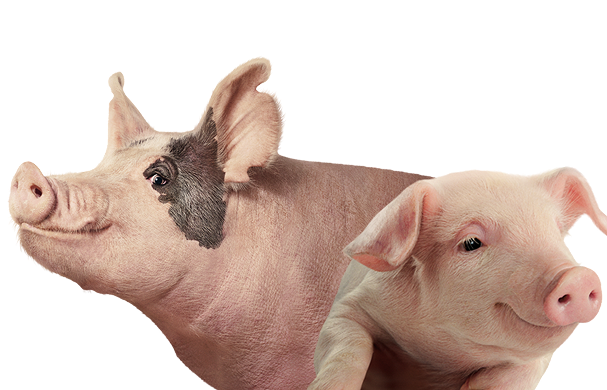 Pigs