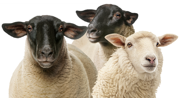 Sheep