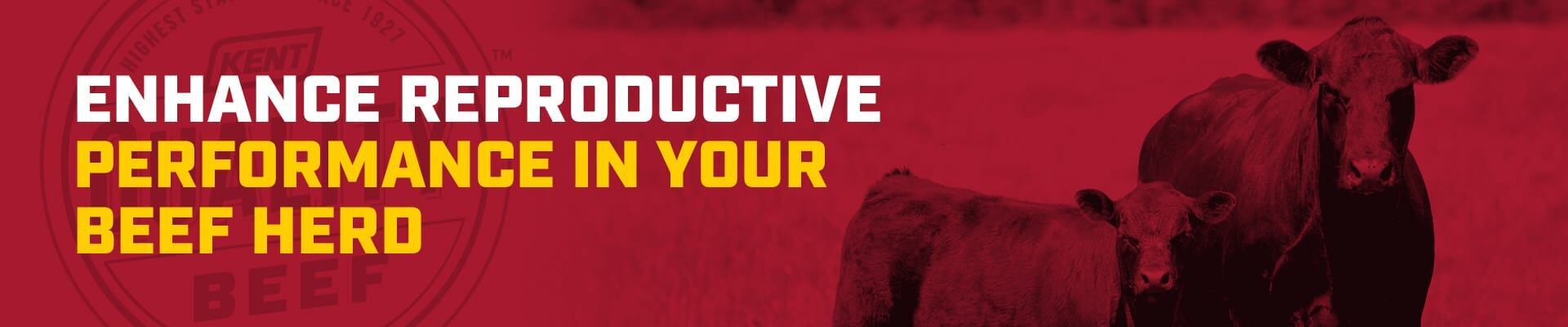 Beef cattle heifer and calf with red overlay and headline Enhance Reproductive Performance in Your Beef Herd