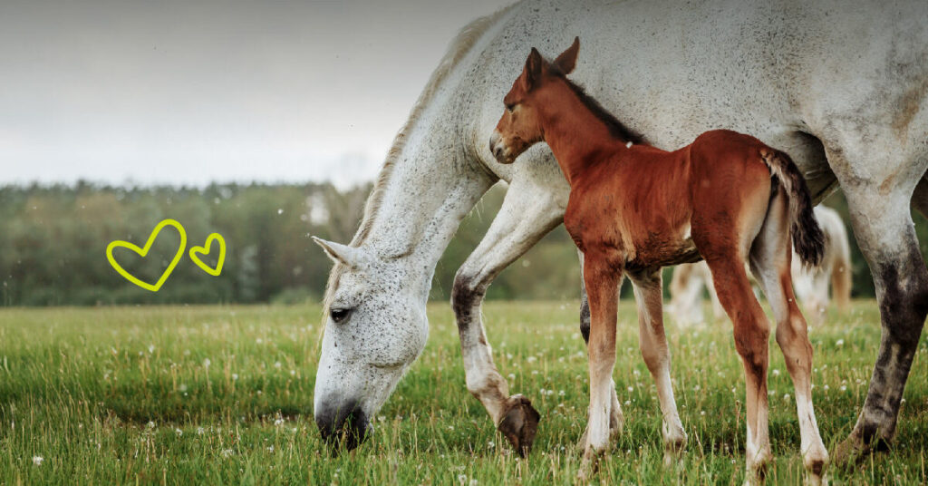Lactating mare with young foal