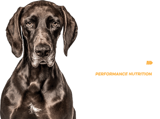 Native dog food logo