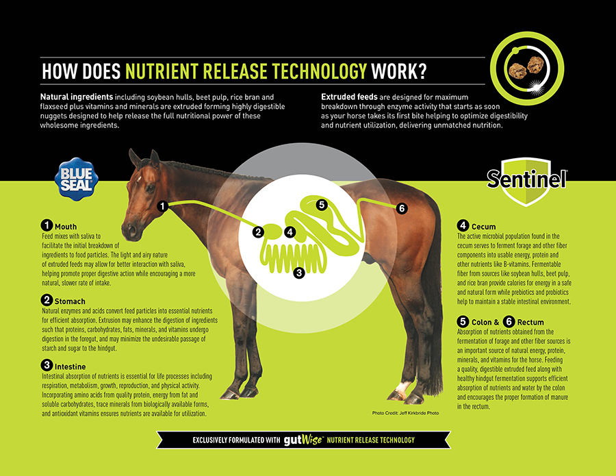Field and Farm Sheep Logo