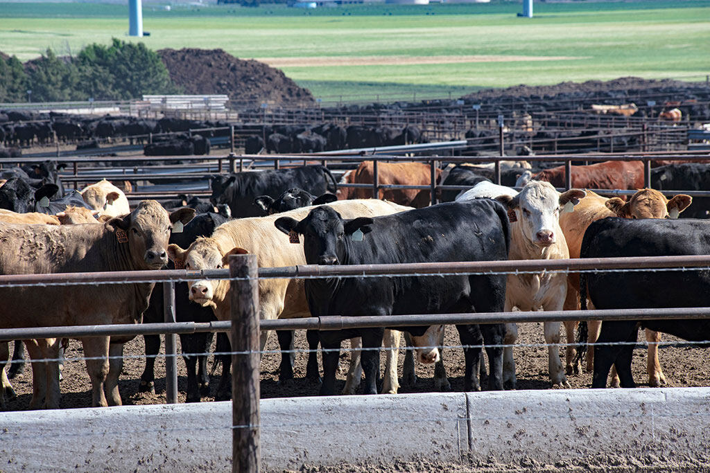Cattle
