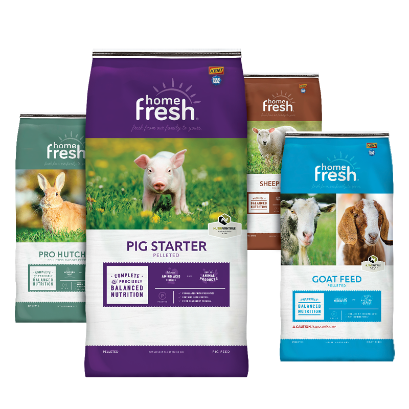 UBS-Home-Fresh-promo-stripe-800x800