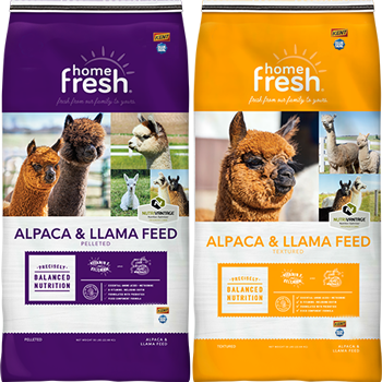 UBS-home-fresh-lockup-ALPACA-LLAMA_350