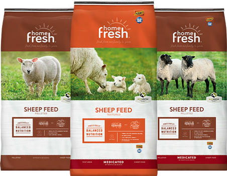 UBS-home-fresh-lockup-SHEEP_452