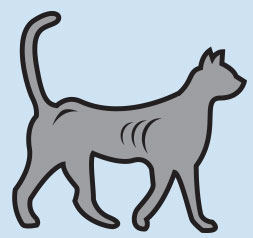 Underweight-cat