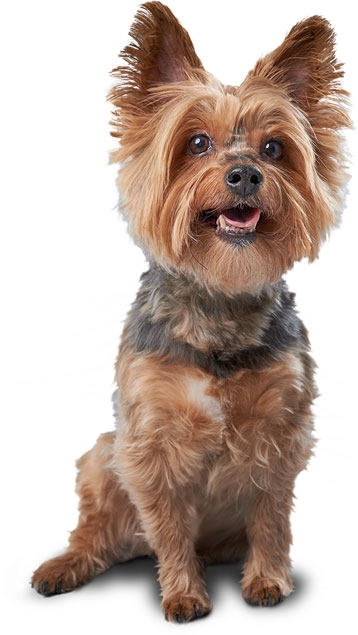 YorkieDog