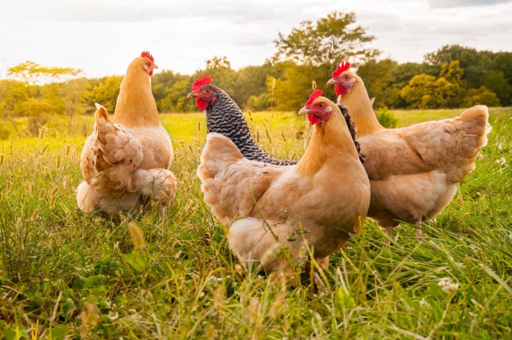 Chickens in a field