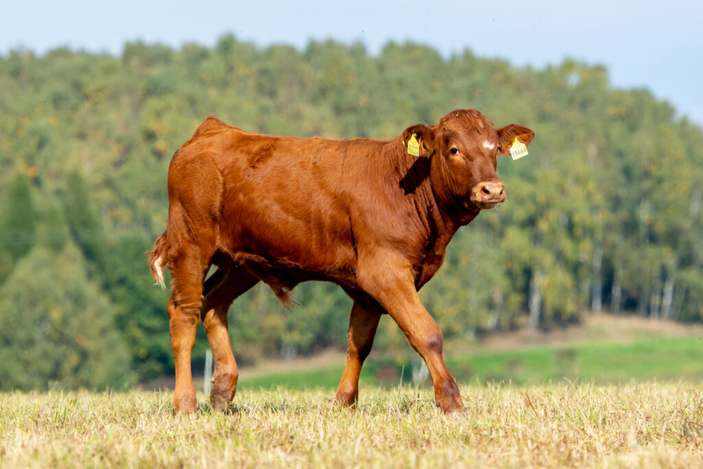Brown calf standing in a field