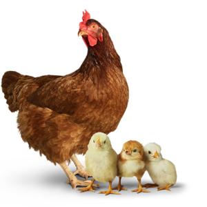 Chickens with baby chicks