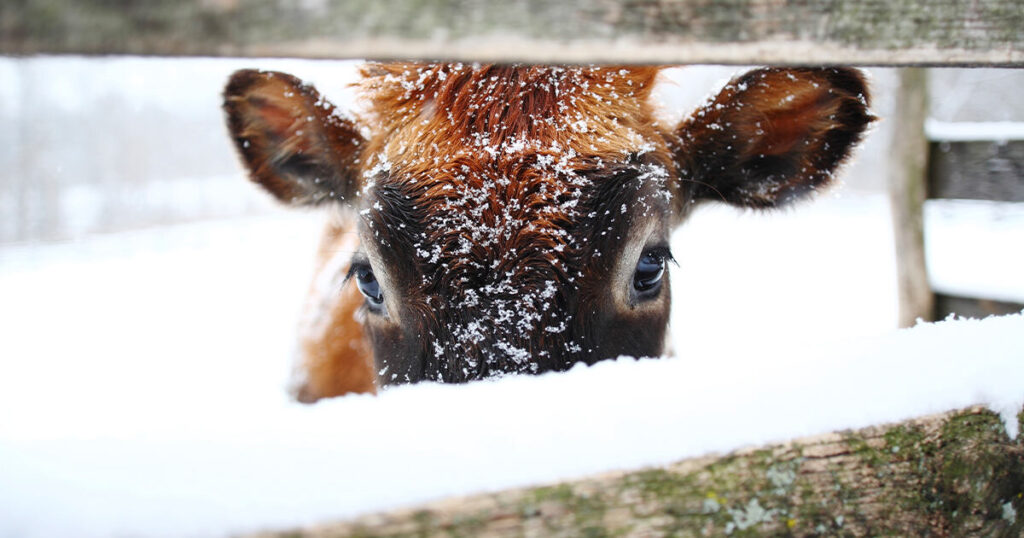 Young calf in the snow closeup of just the eyes