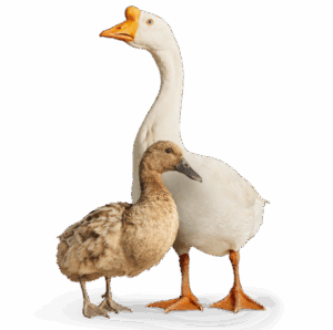 Turkey, Geese & Ducks