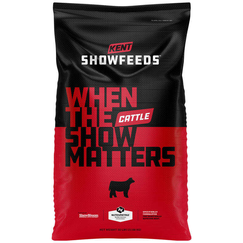 Show Cattle Encore
