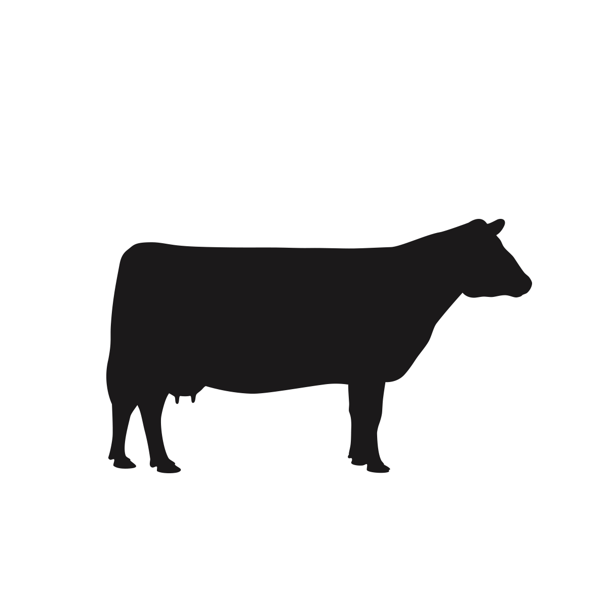 beef cattle