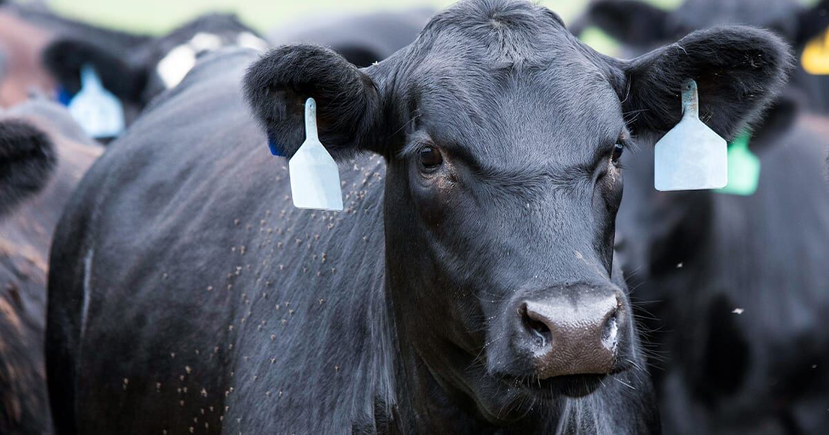 Beef cattle grazing in an open pasture with flies on it