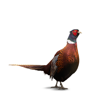 Pheasants, Chukars &amp; Pigeons