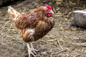 chicken standing on coop floor