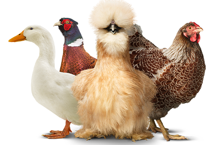 social-join-the-coop