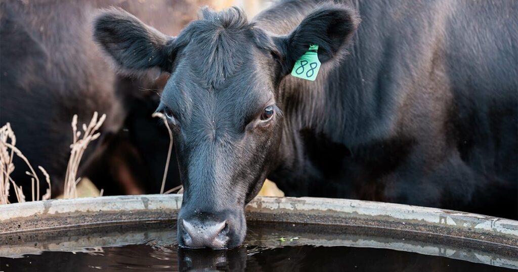 beef cattle drinking water out of a cattle water trough
